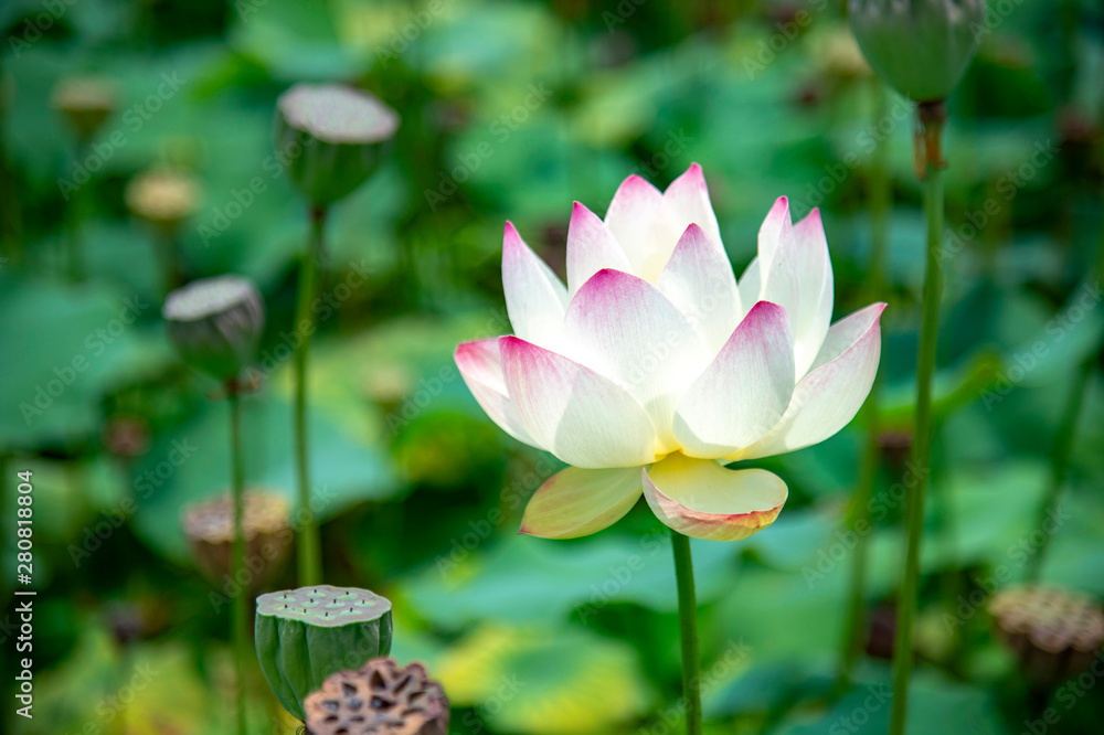 Obraz premium ハスの花