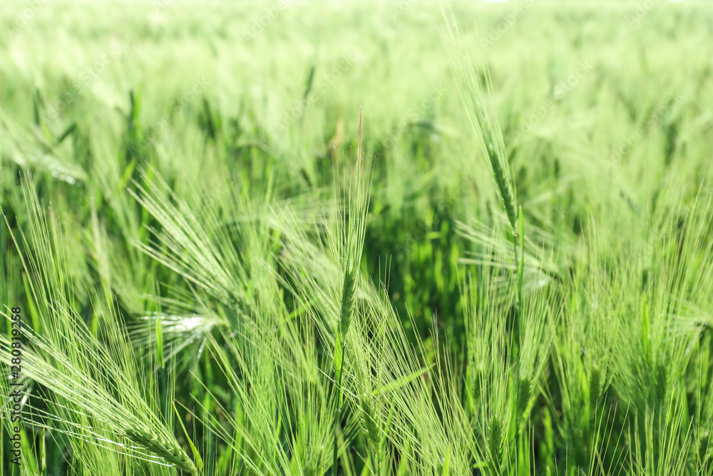Green spikelets in wheat field Green spikelets in wheat field