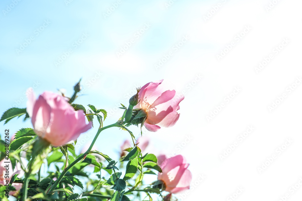 Obraz premium Spring nature and floral beauty, pink wild rose flowers blooming in garden with soft sunlight and clear blue sky background for seasonal design