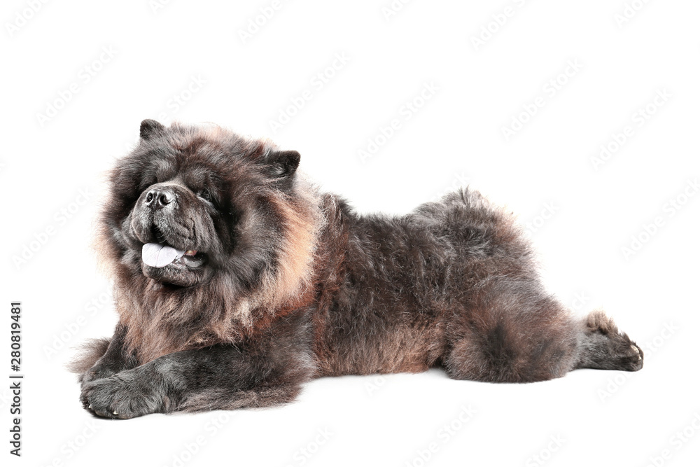 Cute Chow-Chow dog on light background Cute Chow-Chow dog on light background