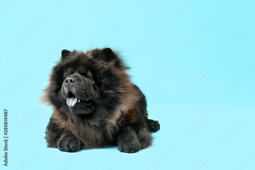 has a chow chow ever killed anyone