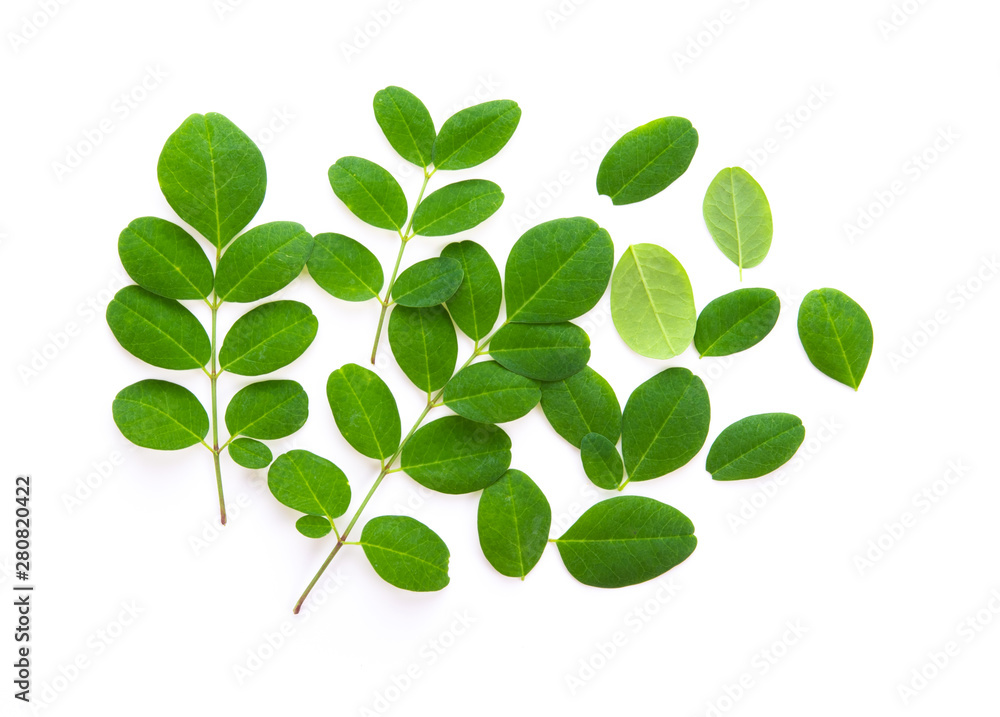 .Moringa leaves isolated on white background .Moringa leaves isolated on white background