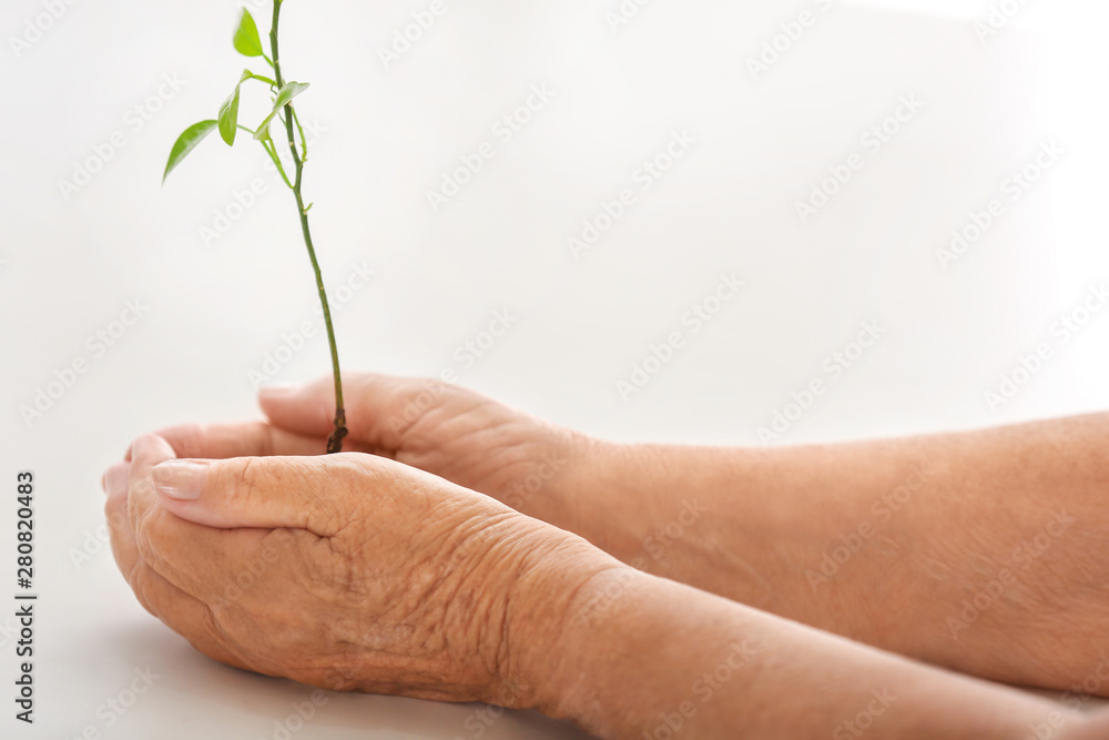 Hands of elderly woman with young green plant on white background Hands of elderly woman with young green plant on white background
