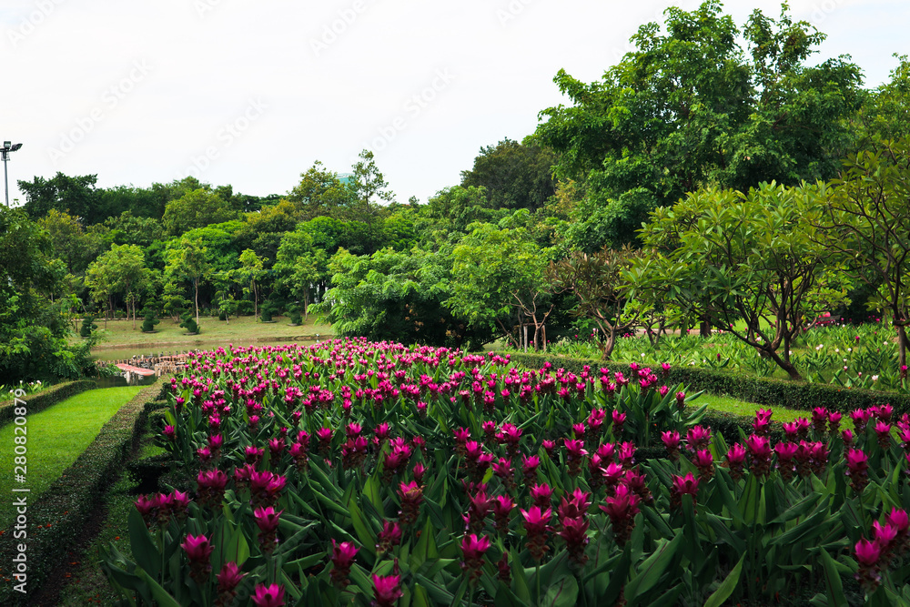 Beautiful colorful red and pink flowers and green nature plant tree forest in the public garden and green city parks Beautiful colorful red and pink flowers and green nature plant tree forest in the public garden and green city parks