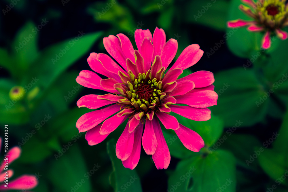 Beautiful colorful red and pink flowers and green nature plant tree forest in the public garden and green city parks Beautiful colorful red and pink flowers and green nature plant tree forest in the public garden and green city parks