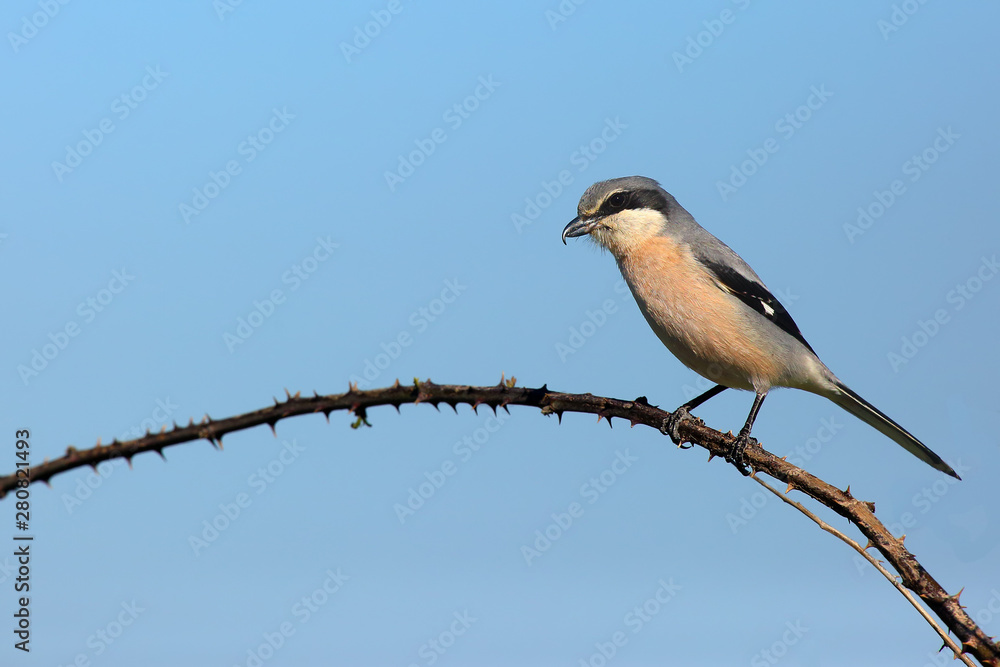 Obraz premium The great grey shrike (Lanius excubitor), known as the northern shrike or Iberian grey shrike (Lanius meridionalis) sitting on the branch with blue background.