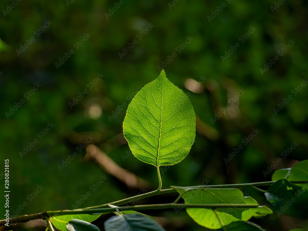 Bright green leaf front of the Sun light Bright green leaf front of the Sun light