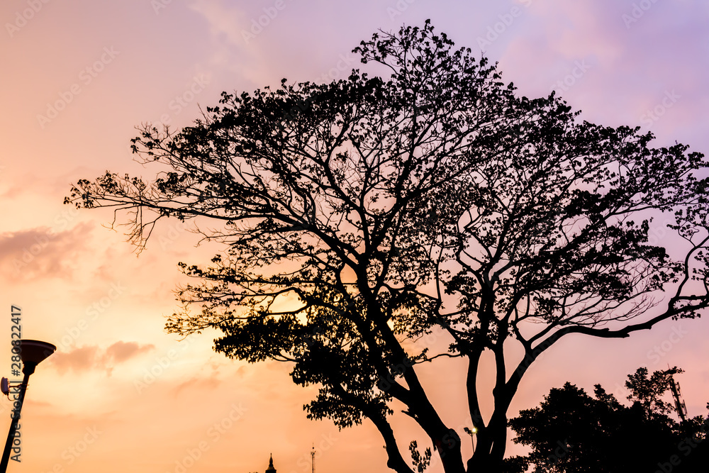 Tree and colorful sky with beautiful sunset Tree and colorful sky with beautiful sunset