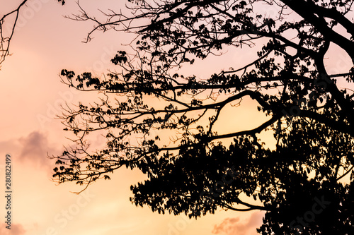 Tree and colorful sky with beautiful sunset