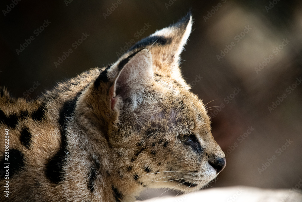 Closeup adorable Leopard Cat ioslated on blur background. Closeup adorable Leopard Cat ioslated on blur background.