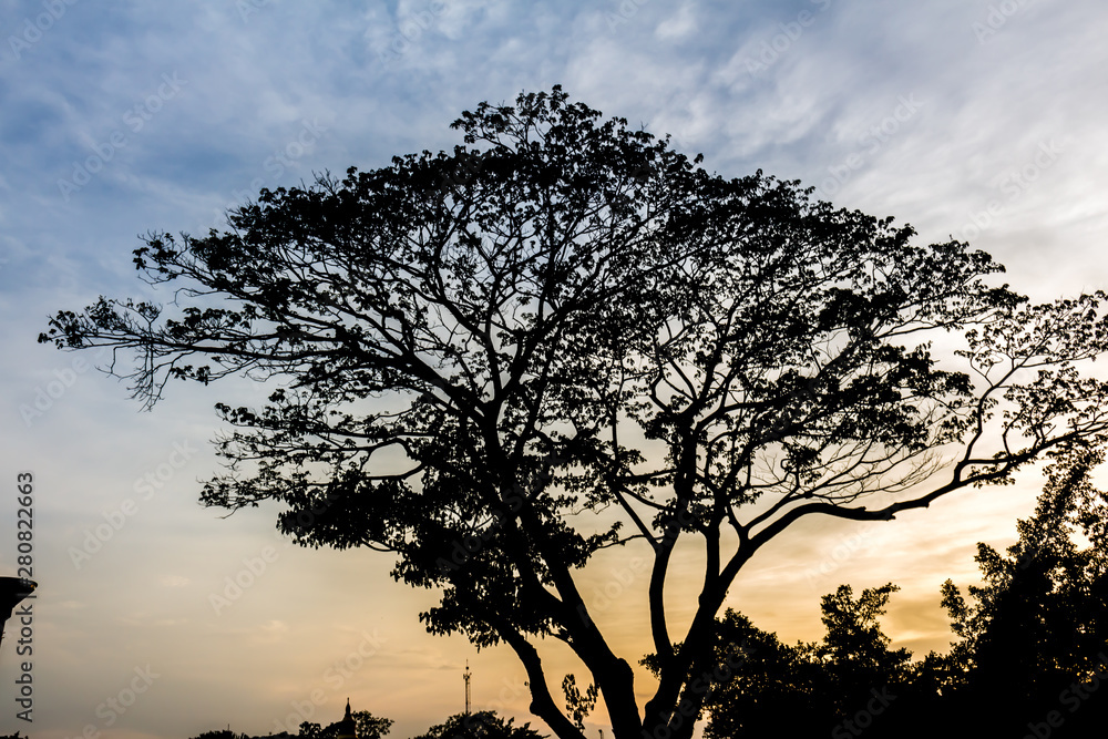 Tree and colorful sky with beautiful sunset Tree and colorful sky with beautiful sunset
