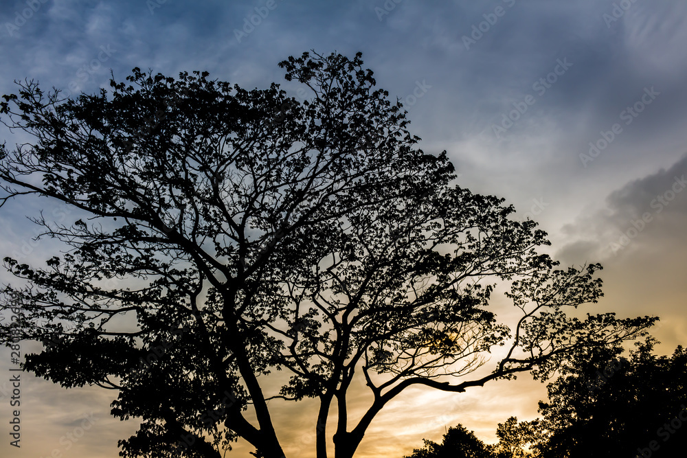 Tree and colorful sky with beautiful sunset Tree and colorful sky with beautiful sunset