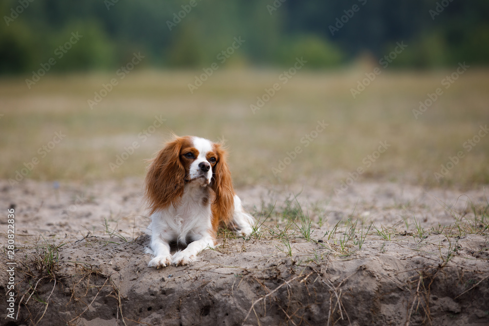 Brown spaniel dog lying on the grass near the field