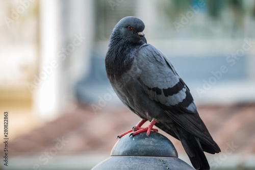 Close-up Pigeon Bird standing. Portrait of a common pigeon. photo