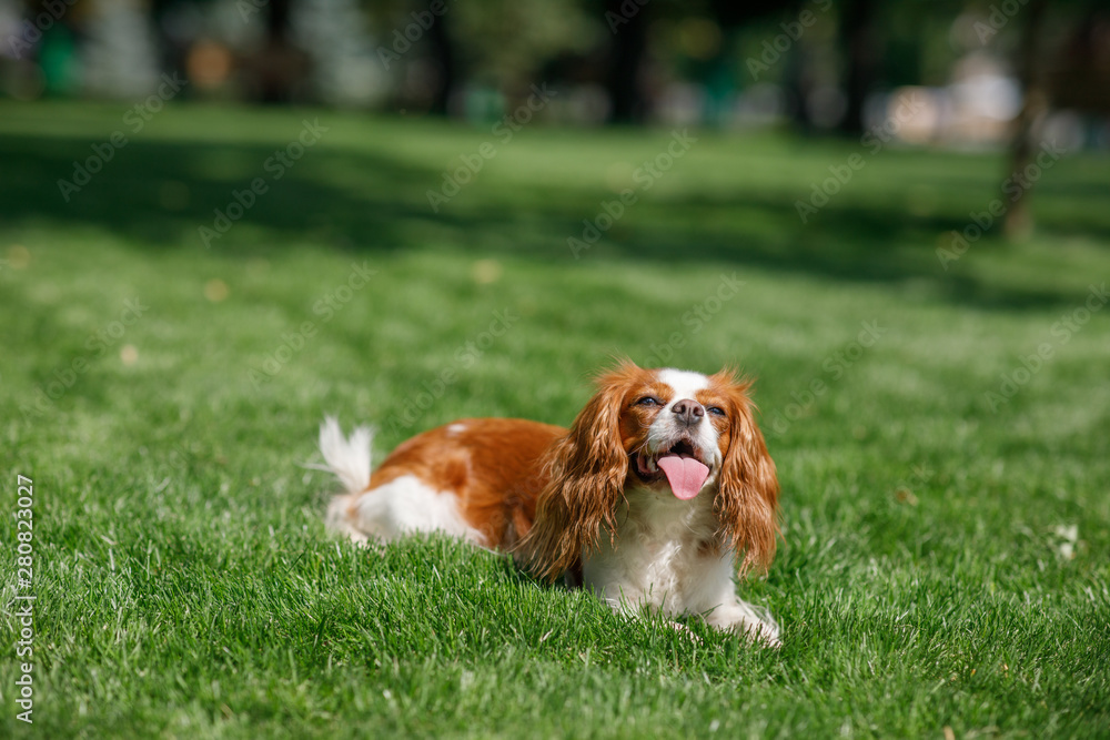 Brown spaniel dog lying in the park on a sunny day Brown spaniel dog lying in the park on a sunny day