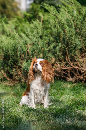 Brown spaniel dog sitting in the park on a sunny day next to the bush