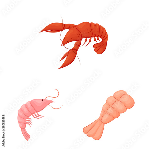 Isolated object of shrimp and crab icon. Collection of shrimp and sea stock vector illustration.