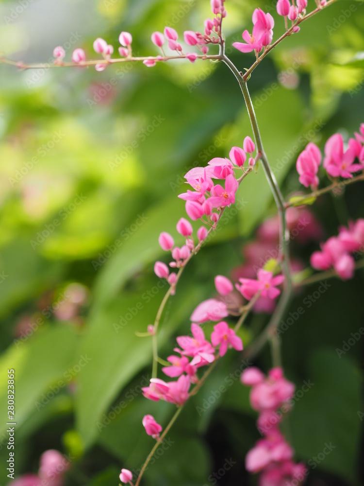 Pink flower Coral Vine, MePink flower Coral Vine, Mexican Creeper, Chain of Love Antigonon leptopus Hook and Arn name beautiful little bouquet blurred of nature background Pink flower Coral Vine, MePink flower Coral Vine, Mexican Creeper, Chain of Love Antigonon leptopus Hook and Arn name beautiful little bouquet blurred of nature background