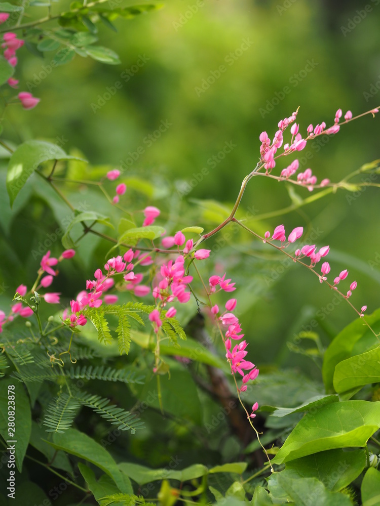 Pink flower Coral Vine, MePink flower Coral Vine, Mexican Creeper, Chain of Love Antigonon leptopus Hook and Arn name beautiful little bouquet blurred of nature background Pink flower Coral Vine, MePink flower Coral Vine, Mexican Creeper, Chain of Love Antigonon leptopus Hook and Arn name beautiful little bouquet blurred of nature background