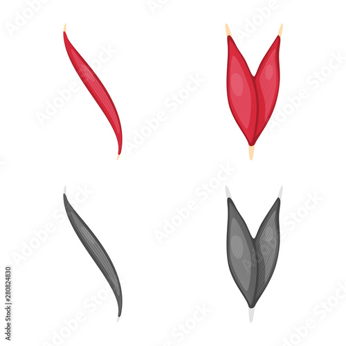 Isolated object of fiber and muscular symbol. Collection of fiber and body stock vector illustration.