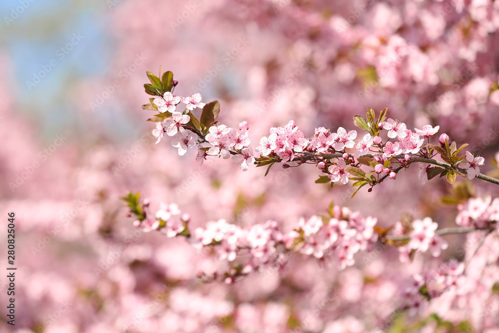 Branch of blossoming spring tree with tiny flowers on blurred background Branch of blossoming spring tree with tiny flowers on blurred background