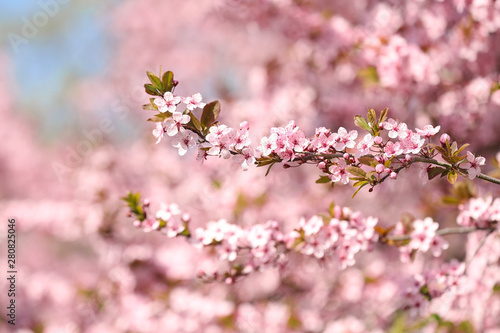 Branch of blossoming spring tree with tiny flowers on blurred background © New Africa