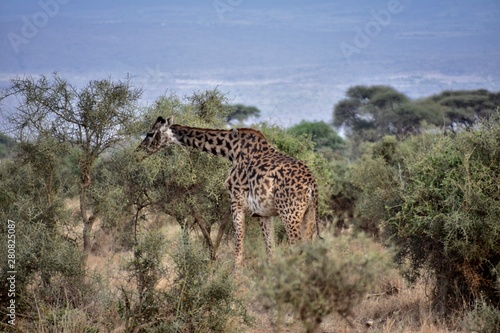 Masai Giraffe Eating Trees, Center, Wide Shot, Amboseli, Kenya © Globepouncing