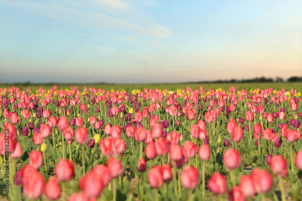 Field with fresh beautiful tulips. Blooming flowers Field with fresh beautiful tulips. Blooming flowers