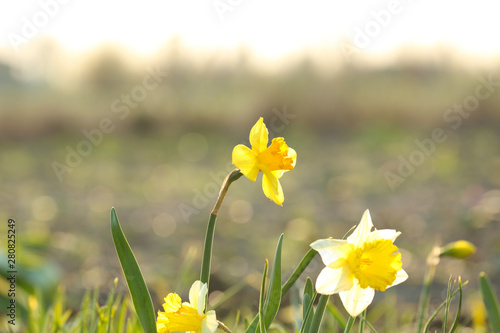 Field with fresh beautiful narcissus flowers on sunny day