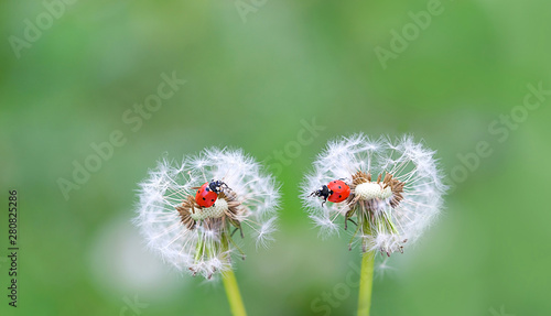 two ladybugs on white fluffy dandelions. beautiful green outdoors scene with lovely ladybugs in summer nature. Gentle image of wildlife insects. symbol of love, friendship. close up. soft focus 