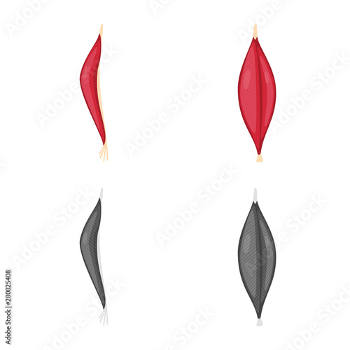 Vector illustration of fiber and muscular symbol. Set of fiber and body vector icon for stock.
