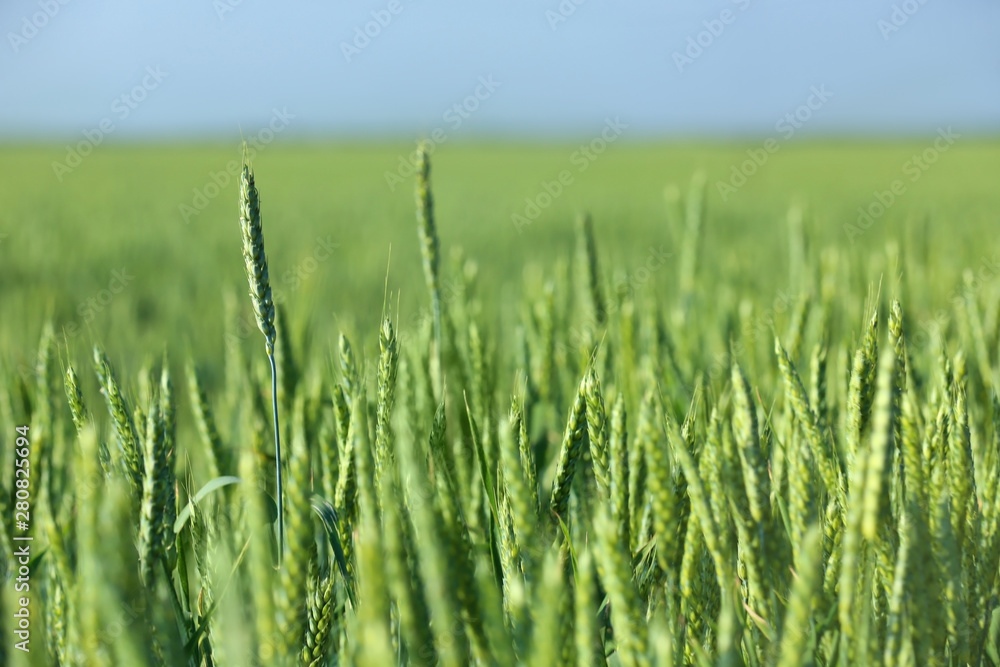 Wheat field on sunny day. Amazing nature in summer Wheat field on sunny day. Amazing nature in summer