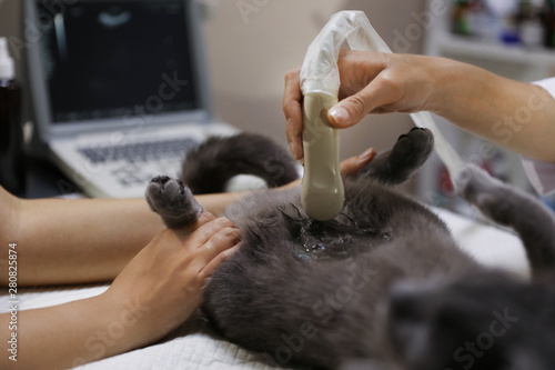 Grey cat having ultrasound scan in veterinary clinic, closeup