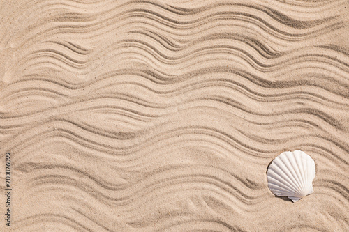 Seashell on beach sand with wave pattern, top view. Space for text