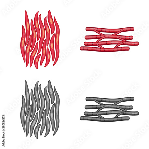 Vector illustration of fiber and muscular logo. Collection of fiber and body vector icon for stock.