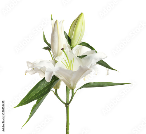 Fototapeta Naklejka Na Ścianę i Meble -  Beautiful lilies on white background. Funeral flowers
