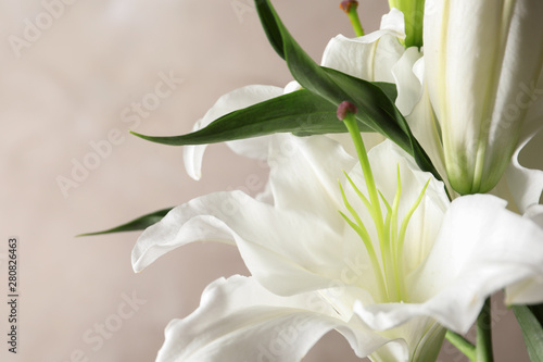 Beautiful lilies on light brown background, closeup view. Space for text