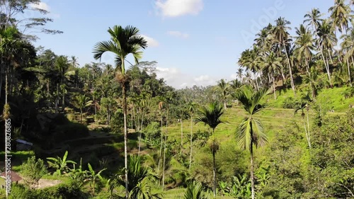 Wallpaper Mural Tegallalang rice terraces near Ubud, Bali - Aerial drone Torontodigital.ca