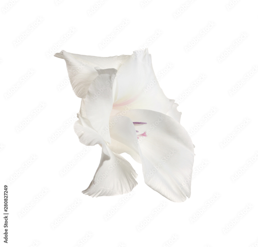 Obraz premium Beautiful delicate gladiolus flower on white background
