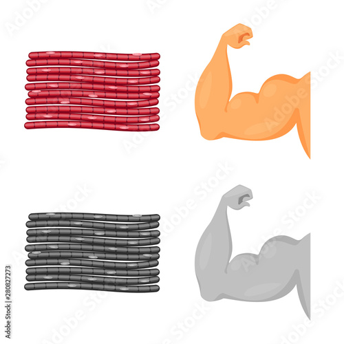 Vector design of fiber and muscular icon. Set of fiber and body stock vector illustration.