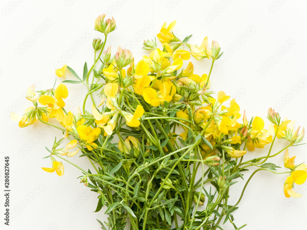 Astragalus on white Astragalus on white