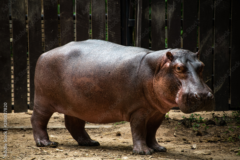 Beautiful perfect large body shape of African animal Hippopotamus standing enjoy sunbathe on hot summer day.