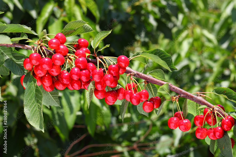 Obraz premium Red sweet cherry grows on the tree. Ripe juicy berries and green leaves against sunlight. Fruit orchard. Gardening. Agriculture. Harvesting on sunny day