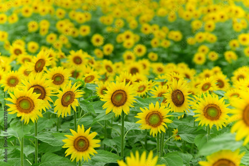 Sunflowers can be seen in the summer. Sunflowers can be seen in the summer.