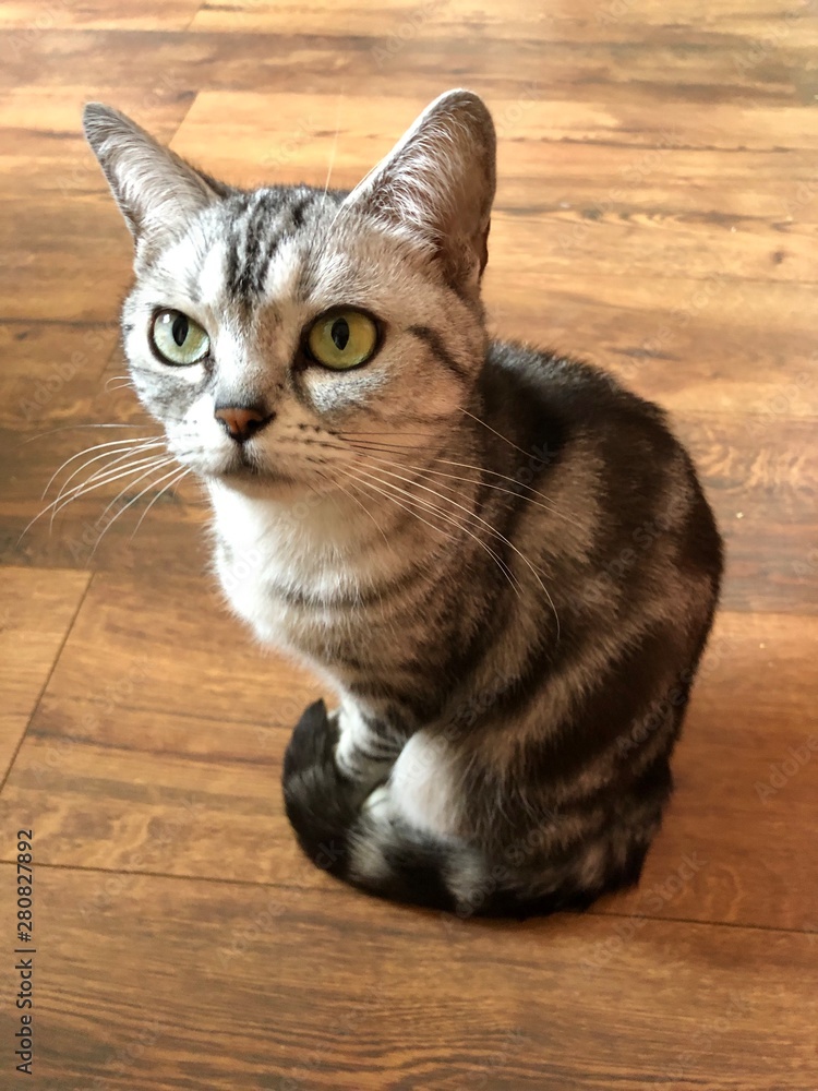 American shorthair cat with green eyes. Silver tabby kitty sit on the vintage wood floor, thinking. Sweet pet kitten short hair breed. Adorable animal photo.