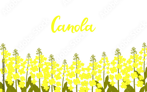 Canola hand drawn lettering. Rapeseed grows in a meadow