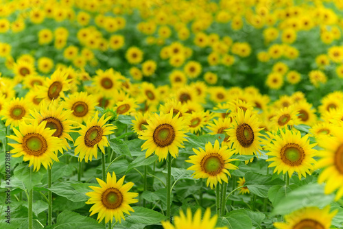 Sunflowers can be seen in the summer.