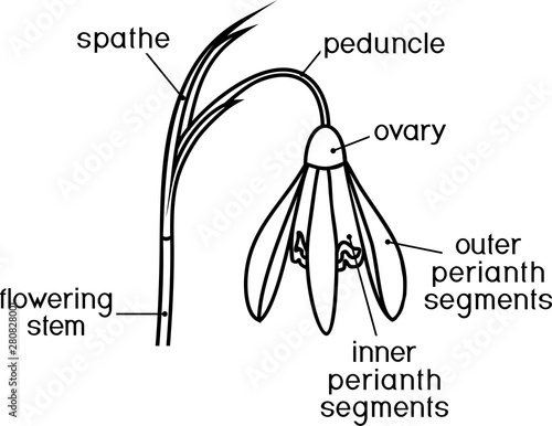 Coloring page with parts of flower. Morphology of Galanthus nivalis or Common snowdrop flower with titles