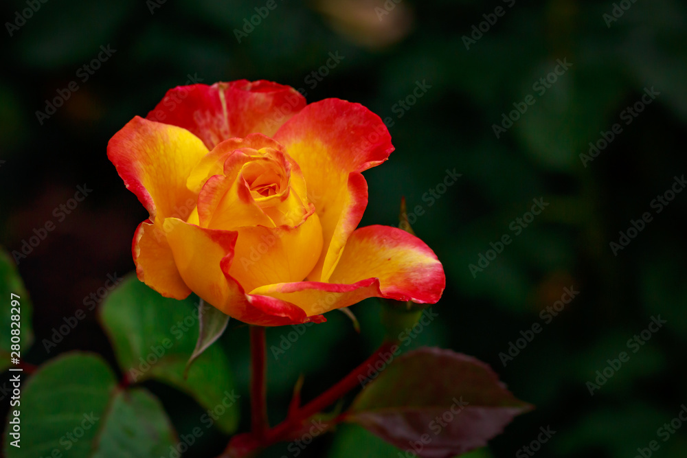 Fragrant Rose in Full Blossom Fragrant Rose in Full Blossom