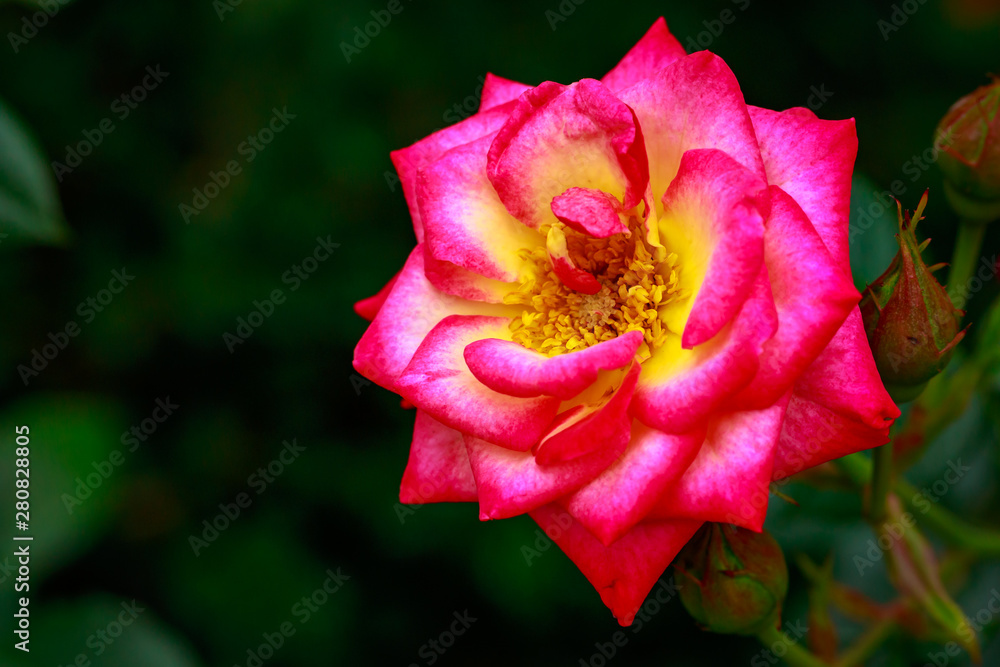 Fragrant Rose in Full Blossom Fragrant Rose in Full Blossom